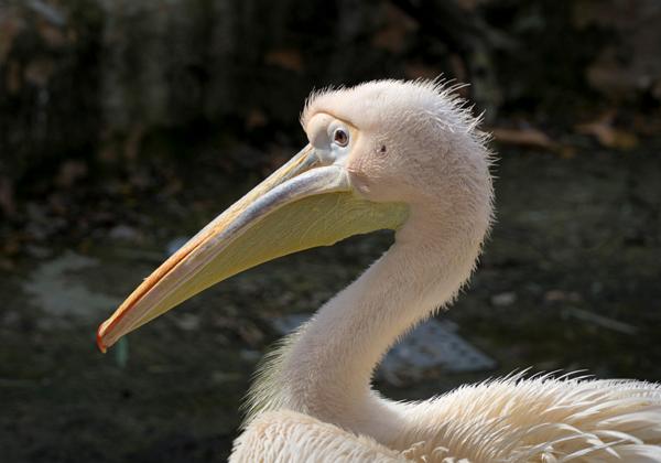 Zoo-Hannover_15.03.2017