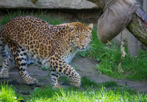 Zoo-Hannover_17.04.2017