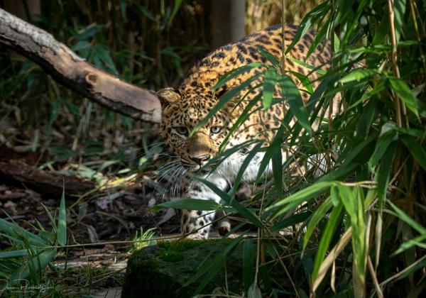 Zoo-Hannover_03.02.2019