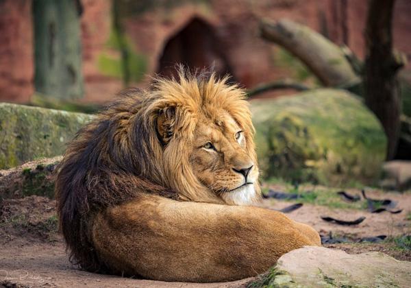 Zoo-Hannover_12.02.2019