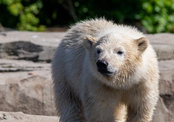 Zoo-Hannover_06.05.2020