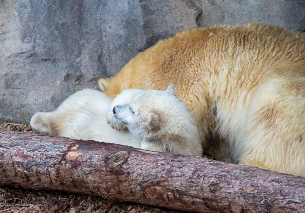 Zoo-Hannover_07.06.2020
