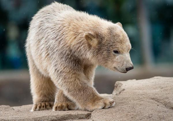 Zoo-Hannover_10.05.2020