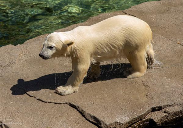 Zoo-Hannover_17.05.2020