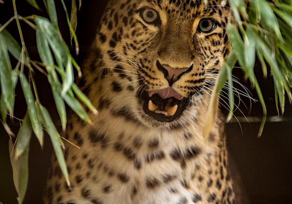 Zoo-Hannover_17.10.2020