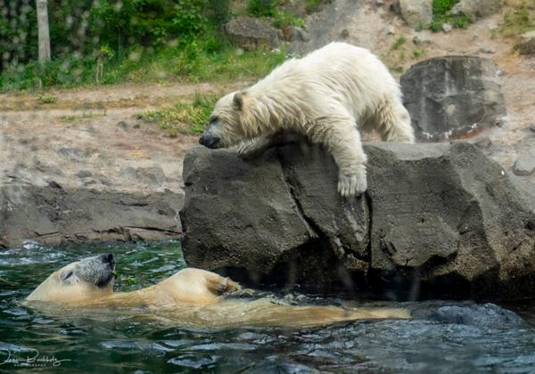 Zoo-Hannover_20.05.2020