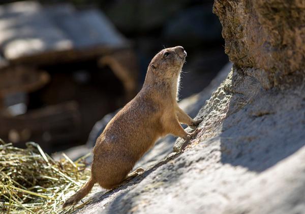 Zoo-Hannover_21.06.2020