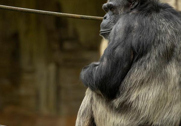 Zoo-Hannover_27.07.2020