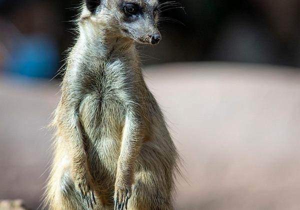 Zoo-Hannover_28.06.2020