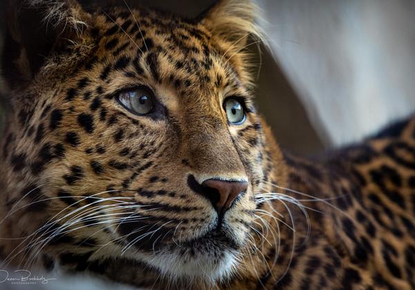Zoo-Hannover_02.04.2021