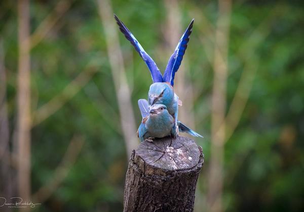 Zoo-Hannover_22.06.2021