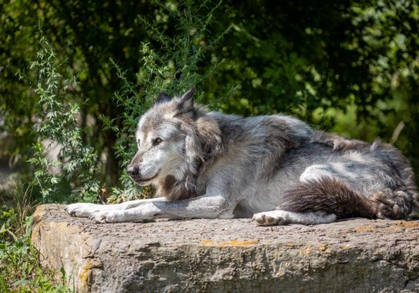 Zoo-Hannover_23.07.2021