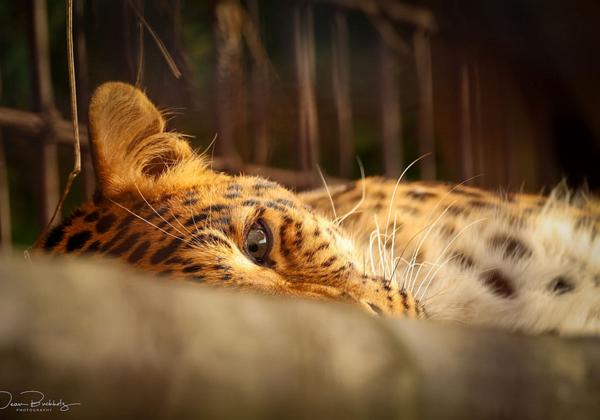Zoo-Hannover_31.10.2021