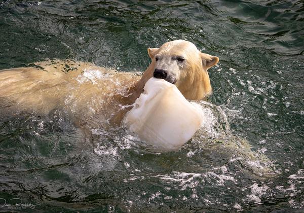 Zoo-Hannover_02.04.2022