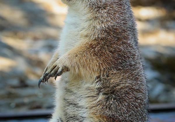 Zoo-Hannover_03.07.2022