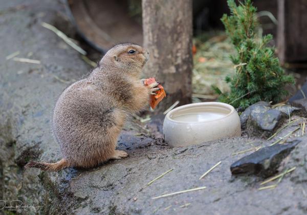 Zoo-Hannover_05.02.2022