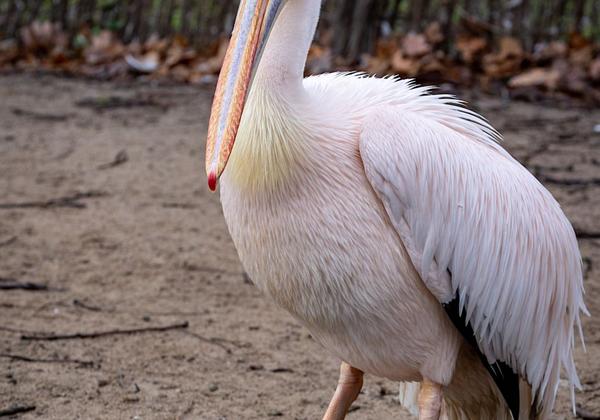 Zoo-Hannover_15.01.2022