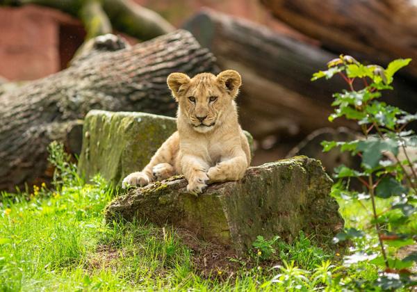 Zoo-Hannover_01.08.2023