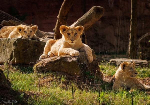 Zoo-Hannover_16.07.2023