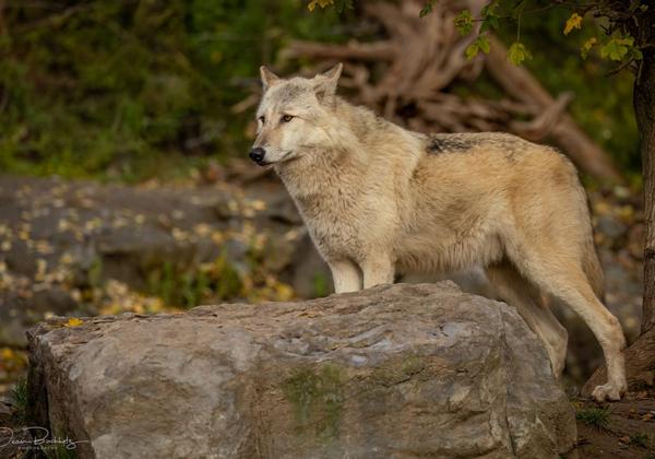 Zoo-Hannover_18.11.2023