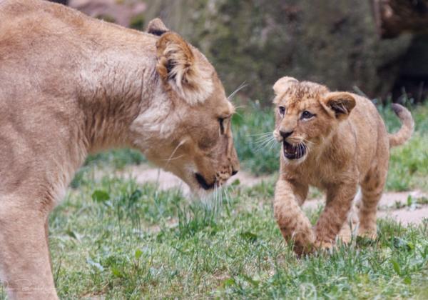Zoo-Hannover_29.05.2023