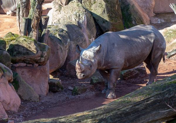 Zoo-Hannover_24.02.2019