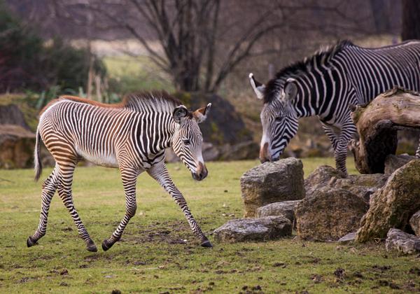 Zoo-Leipzig_25.02.2017