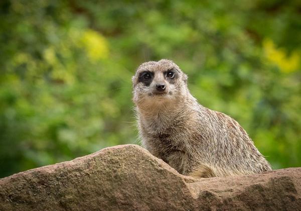 Zoo-Magdeburg-26.07.2015