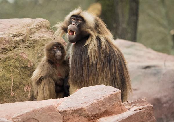 Zoo-Magdeburg_28.03.2016