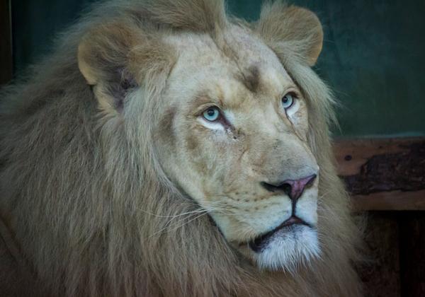 Zoo-Magdeburg_01.01.2017