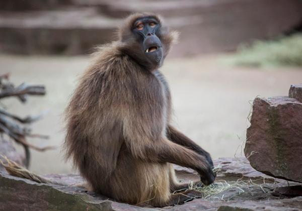 Zoo-Magdeburg_03.06.2017