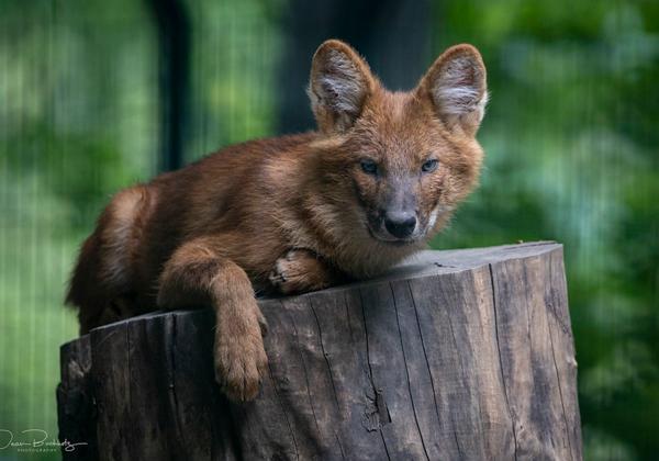 Zoo-Magdeburg_04.07.2020
