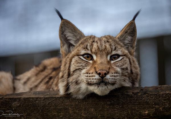 Zoo-Magdeburg_20.02.2021