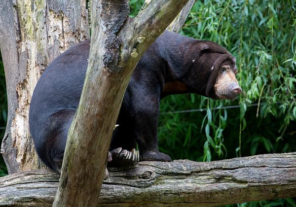 Zoo-Muenster_05.08.2016