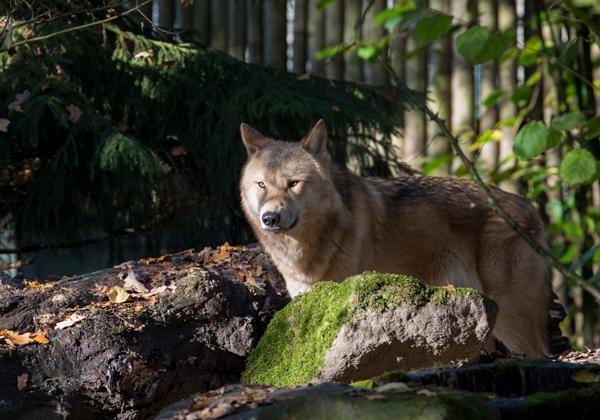 Zoo-Muenster_12.11.2016