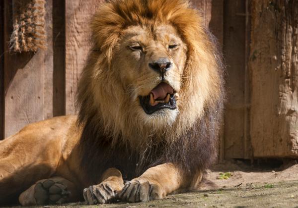 Zoo-Neuwied_14.04.2017
