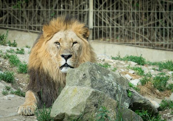 Zoo-Osnabrueck_13.06.2015