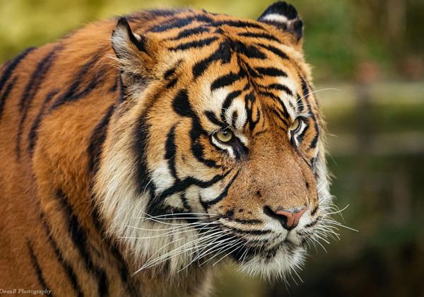Zoo-Osnabrueck_09.01.2016