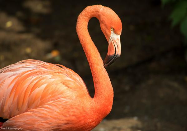 Zoo-Osnabrueck_26.06.2016