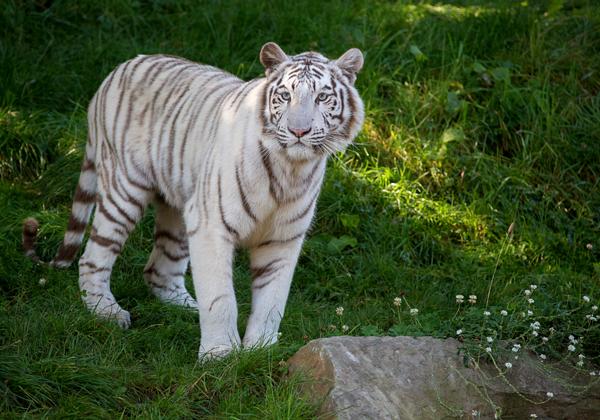 Zoo-Overloon_10.09.2016