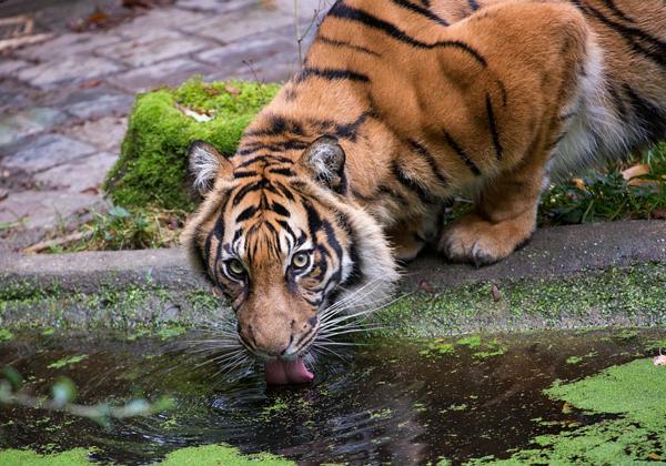 Zoo-Rheine_03.10.2016