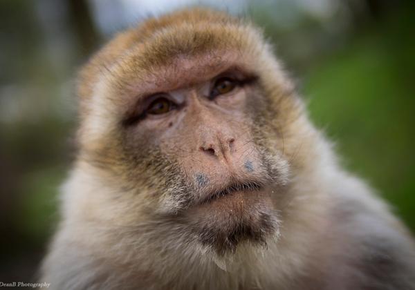 Zoo-Rheine_17.04.2016