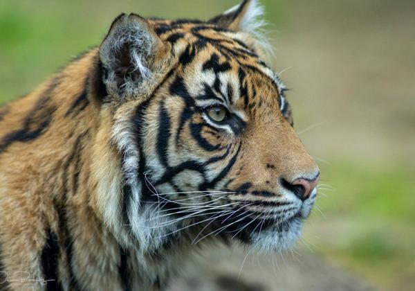 Zoo-Rheine_16.05.2020