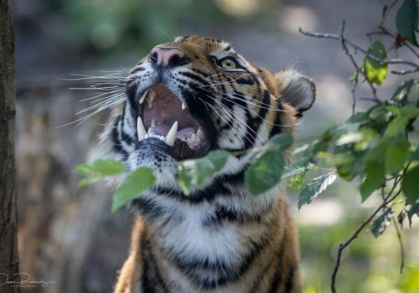 Zoo-Rheine_27.06.2020