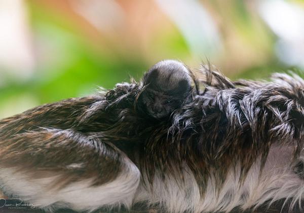 Zoo-Rheine_17.07.2021