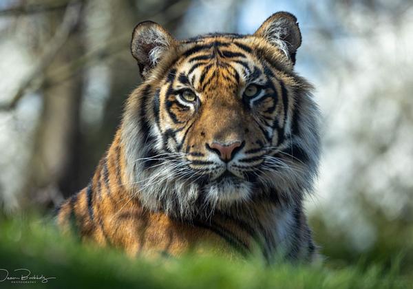 Zoo-Rheine_31.03.2021