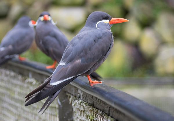 Zoo-Rostock_22.07.2017