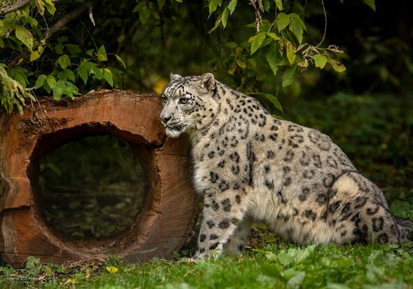 Zoo-Rostock_24.10.2020