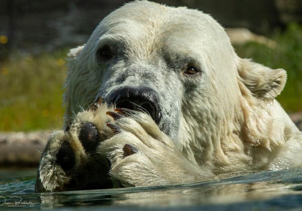 Zoo-Rostock_31.05.2020