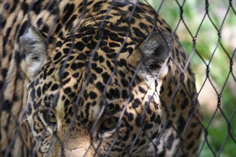 031_Fort_Worth_Zoo